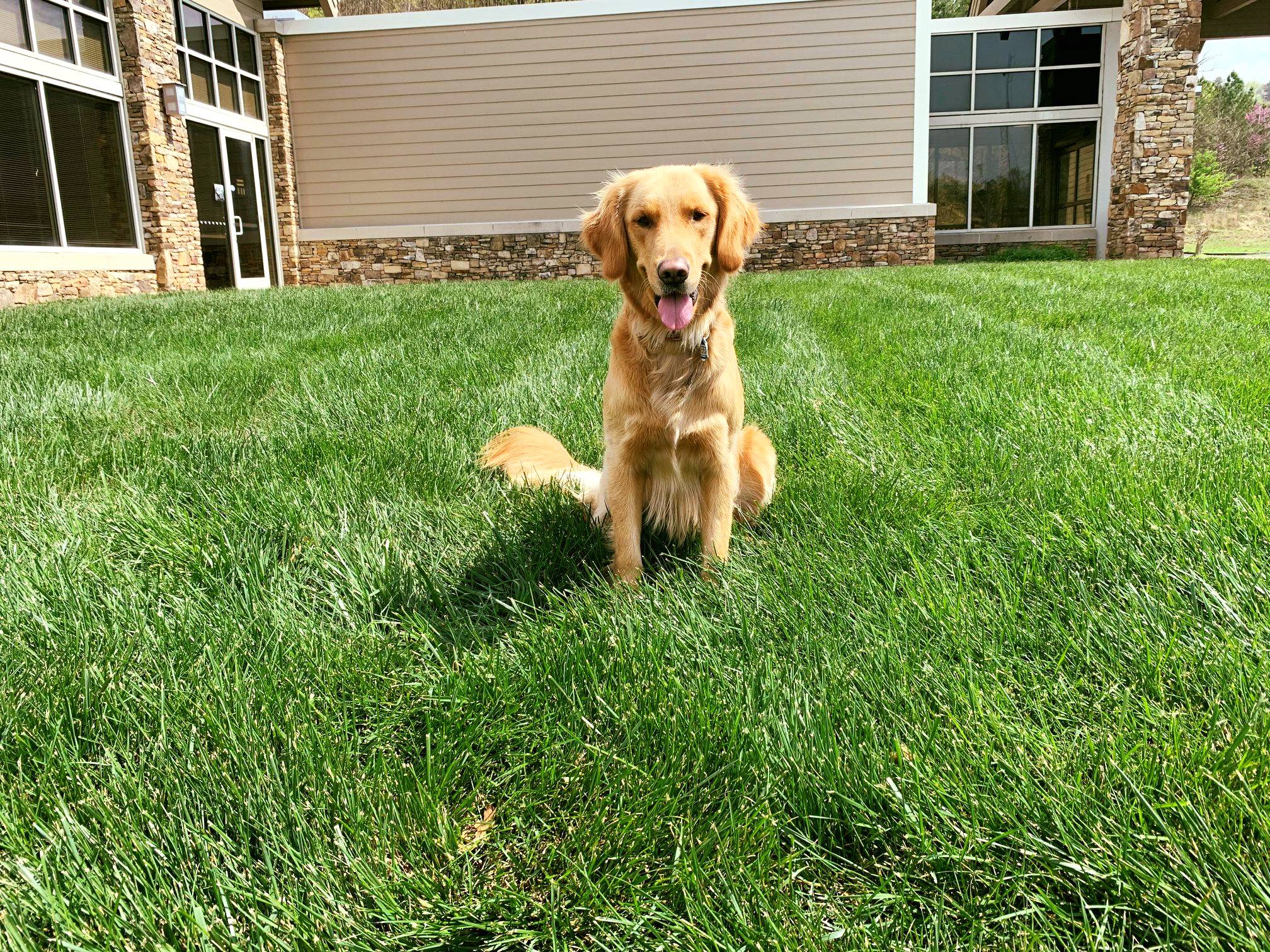 Golden retriever on freshly treated lawn care treatment services Dalton GA