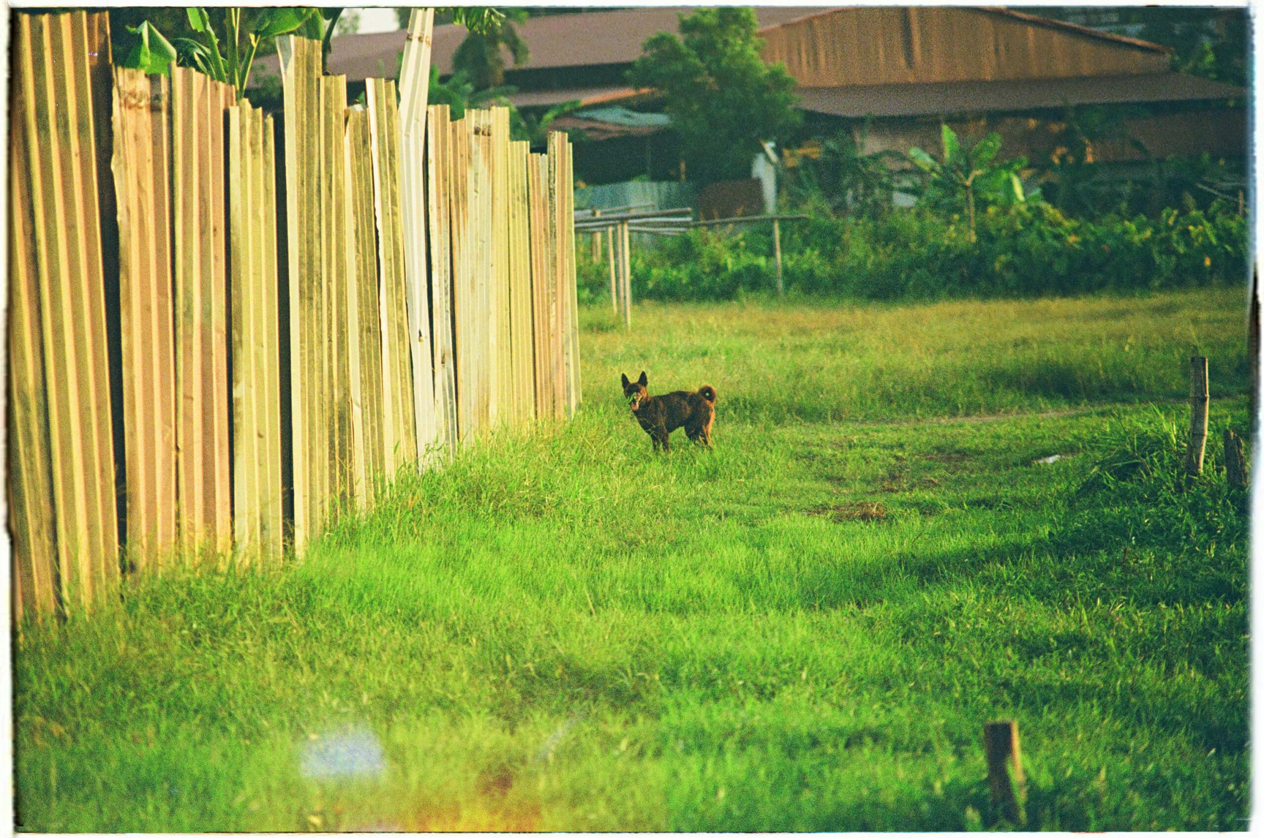 lawn aeration Chattanooga TN